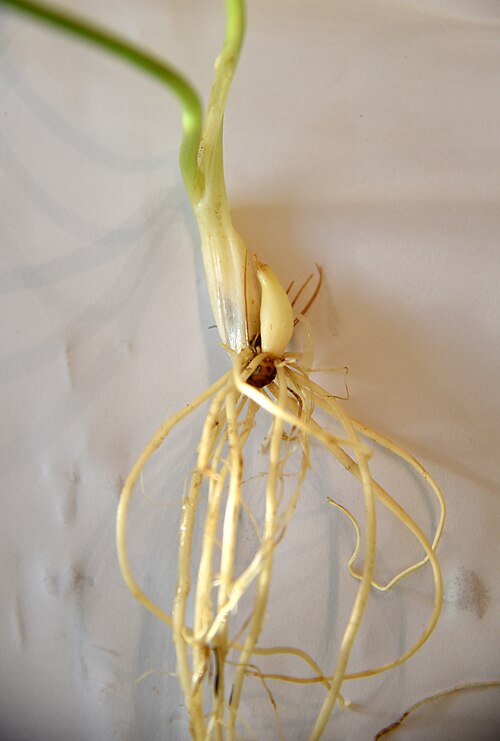 Fayl:Allium ursinum - 3261.jpg
