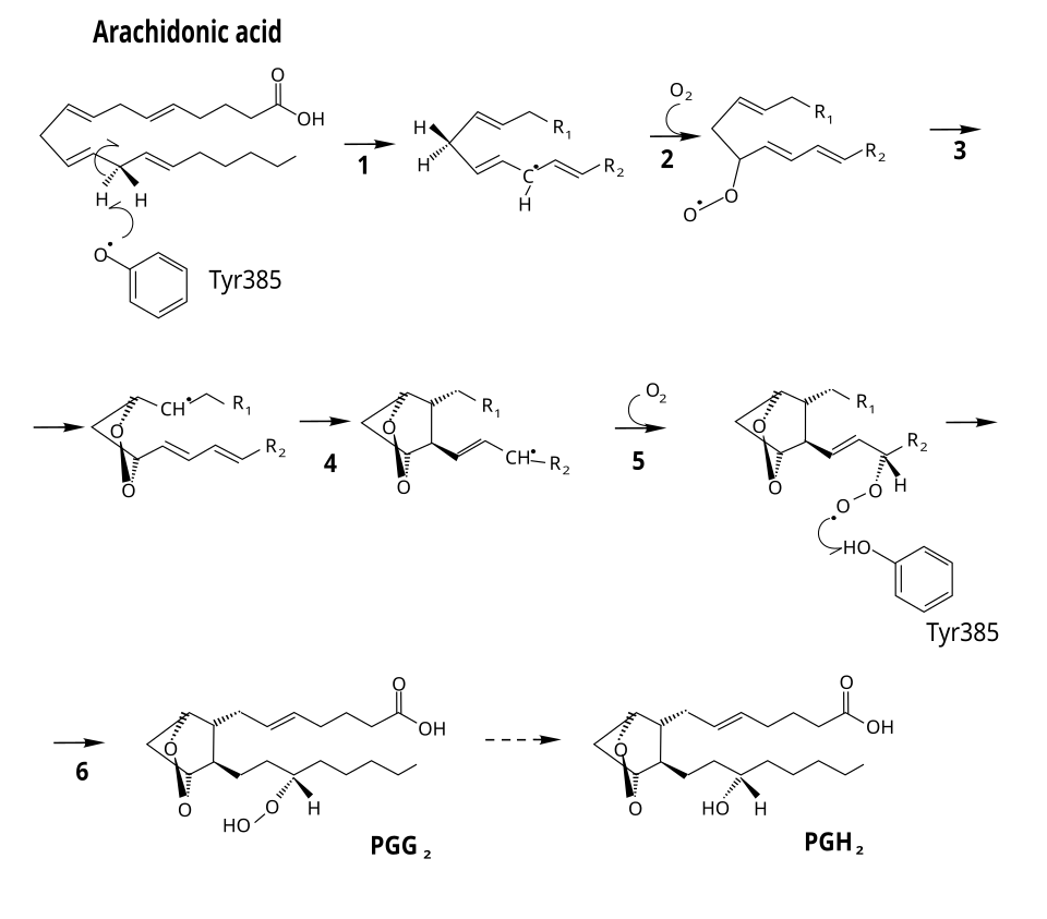Fayl:Cycloxygenase reaction.svg