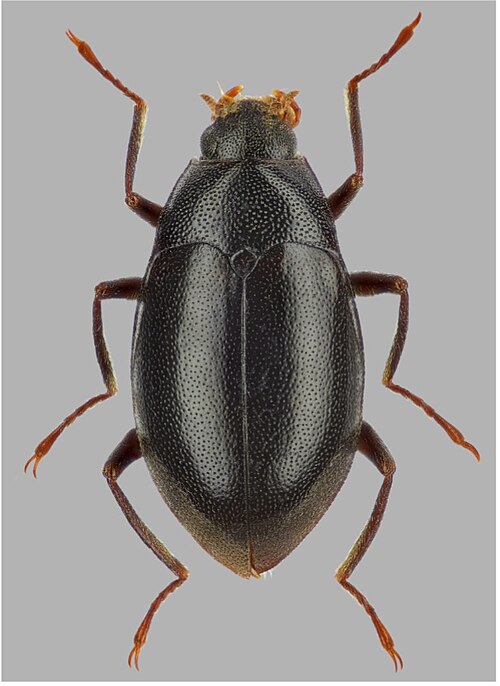 Fayl:Elmomorphus paradonatus.jpg