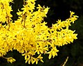 Forsytiya guli