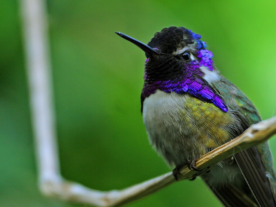 Fayl:Hummingbird.jpg