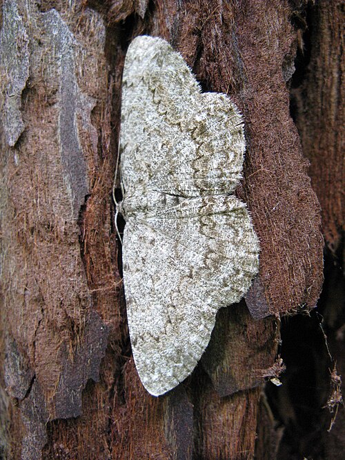 Fayl:Hypomecis lunifera 02.JPG