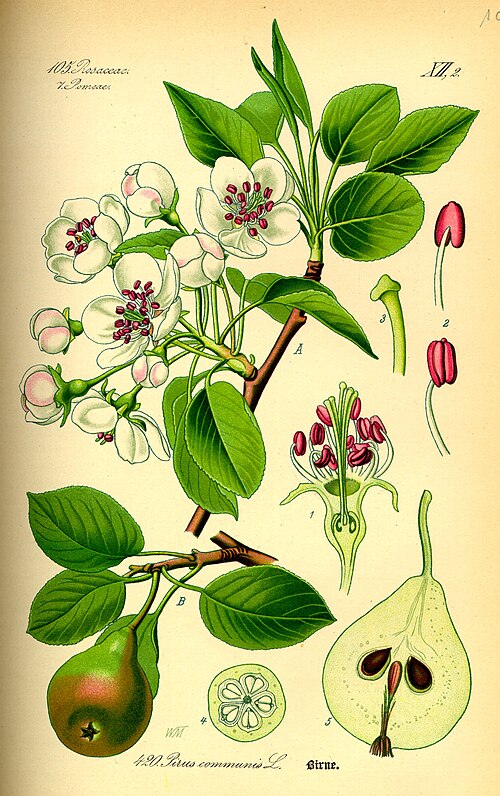 Fayl:Illustration Pyrus communis0.jpg