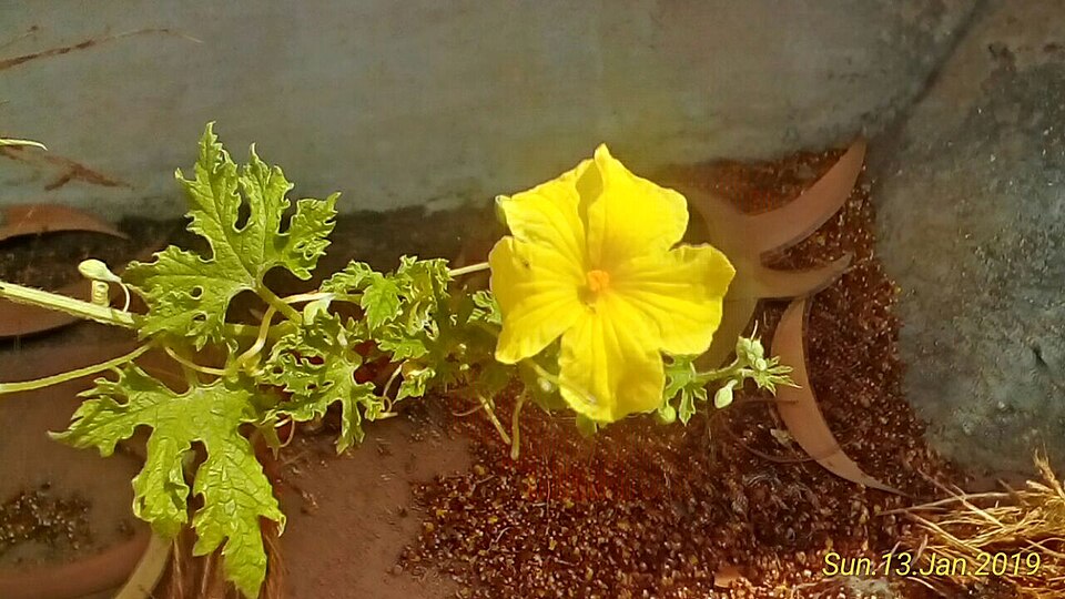 Fayl:Momordica Charantia flower1.jpg