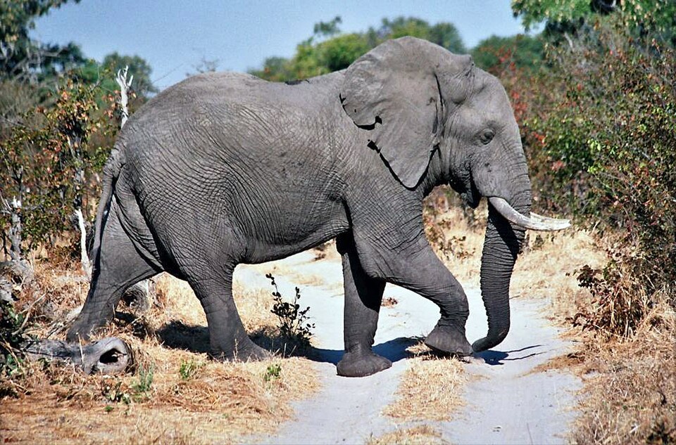 Fayl:Moremi elephant.jpg