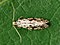 Nemapogoninae