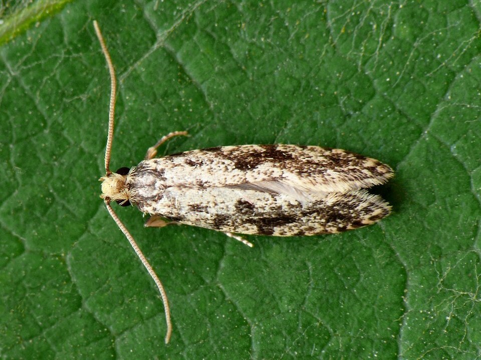 Fayl:Nemapogon.granella.jpg