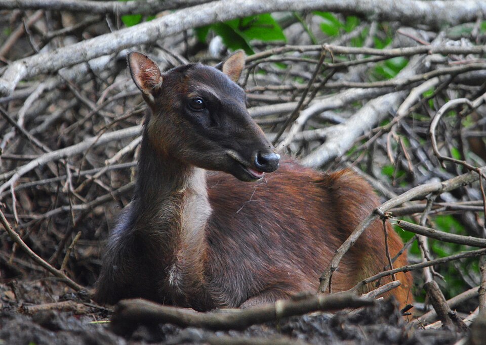 Fayl:Philippine Deer by Gregg Yan.jpg