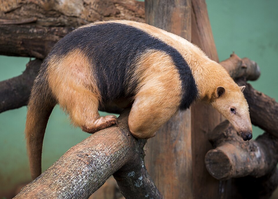 Fayl:Tamandua tetradactyla (cropped).jpg
