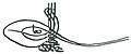 Tughra of Osman II