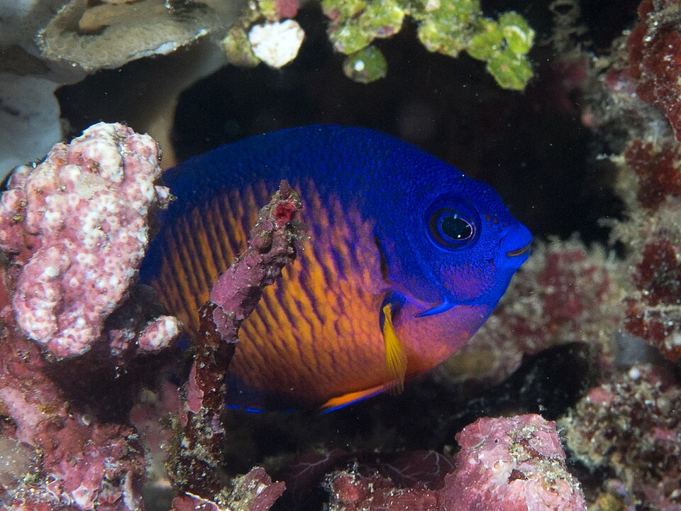 Fayl:Two-spined angelfish (Centropyge bispinosa) (48272091136).jpg