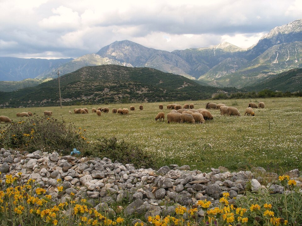 Fayl:Albania pasture.jpg