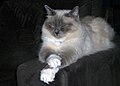 Erkak birman mushugi