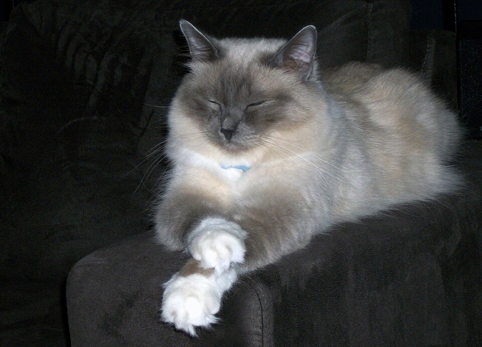 Fayl:Birman male.jpg