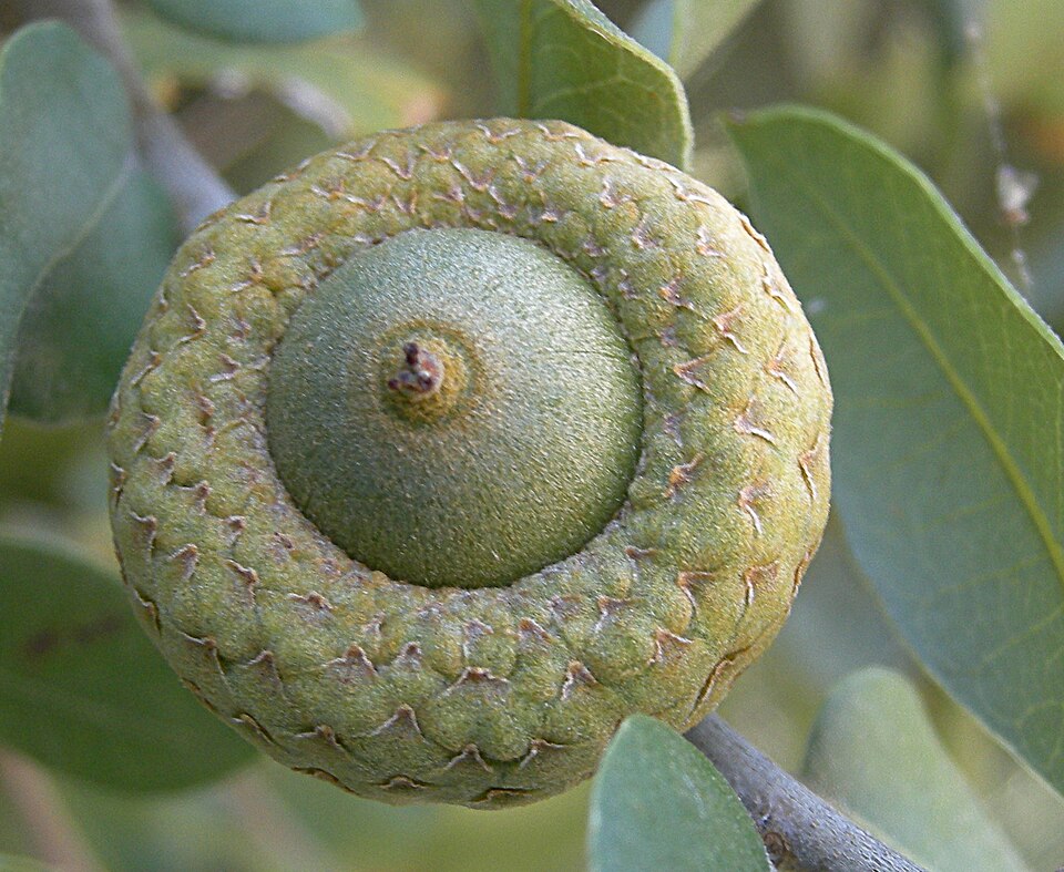 Fayl:Green Acorn.jpg