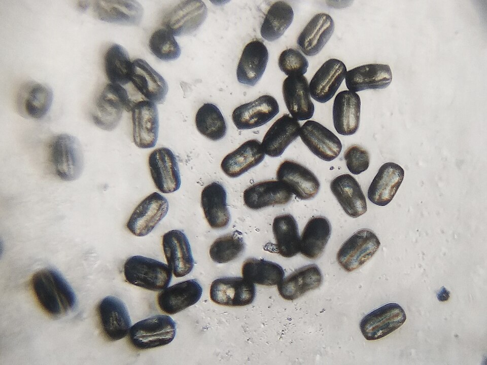 Fayl:Pollens of Catharanthus roseus.jpg