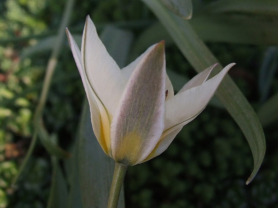 Fayl:Tulipa turkestanica a1.jpg