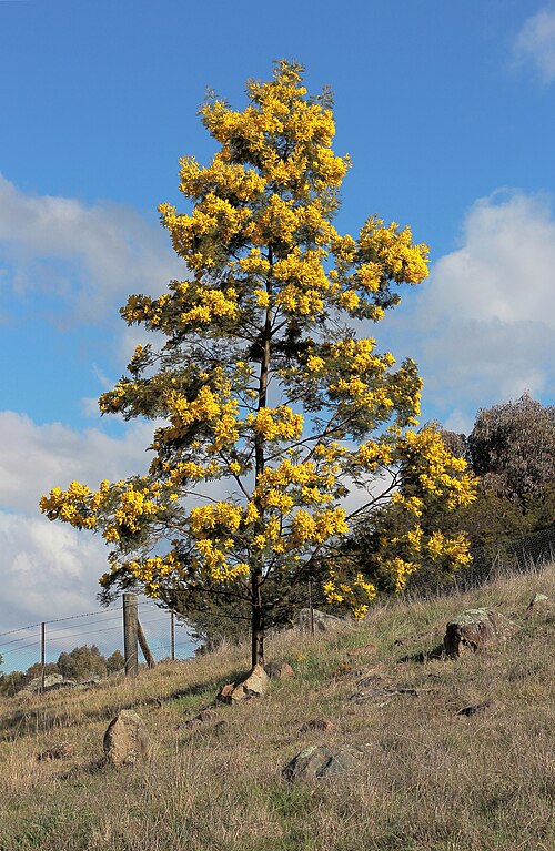 Fayl:Acacia baileyana 3, Canberra ACT.JPG