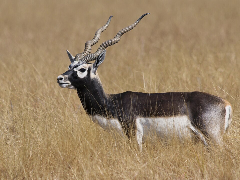 Fayl:Antilope cervicapra from velavadar.JPG
