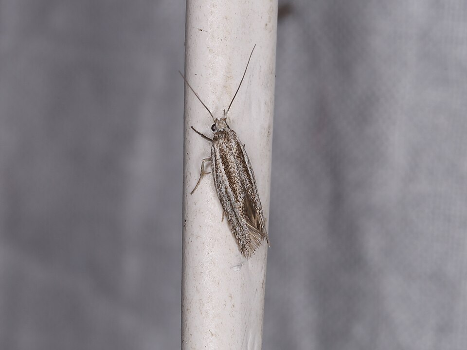 Fayl:Antipterna ptychomochla (29640897737).jpg
