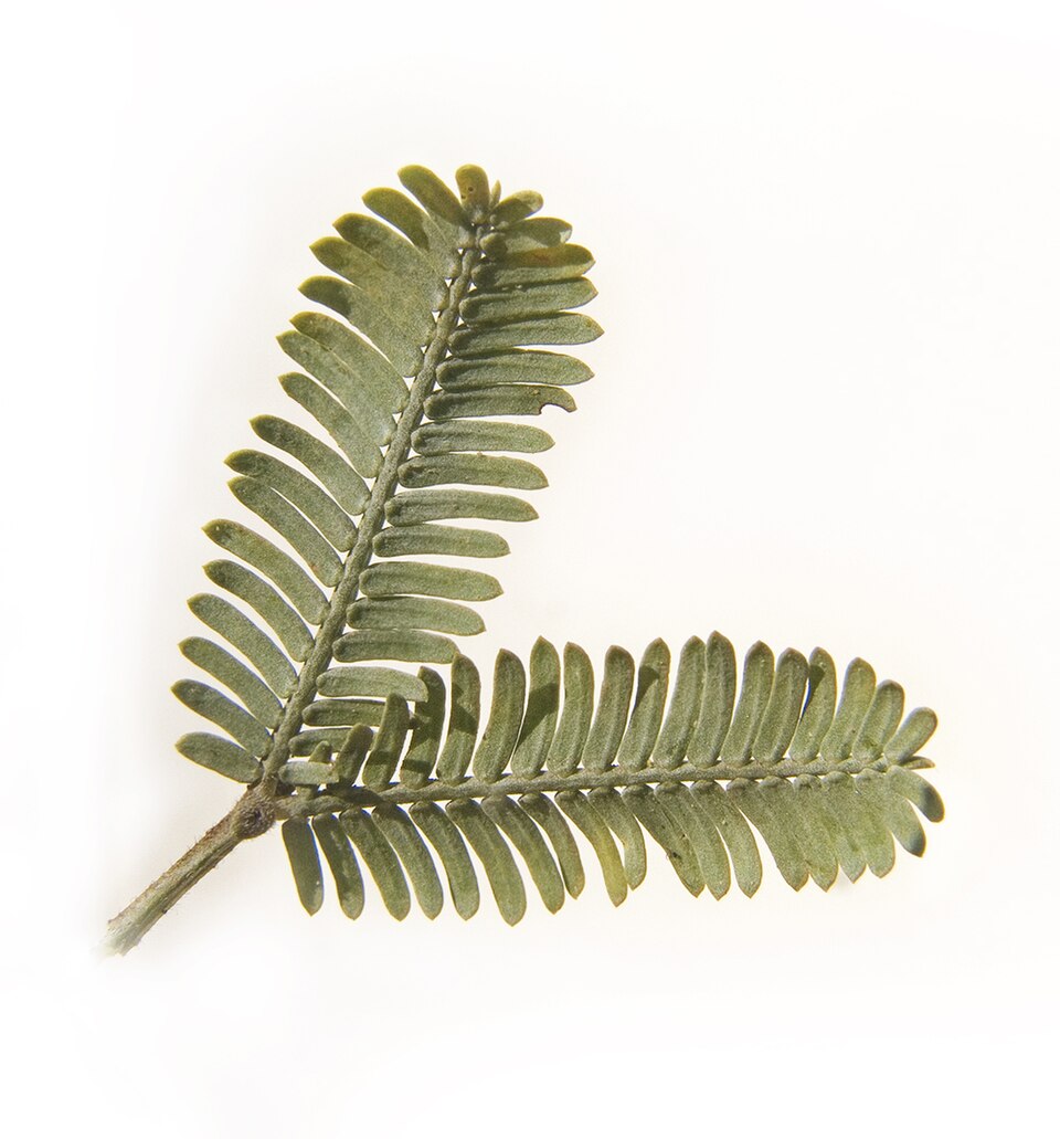 Fayl:Cootamundra wattle leaves 2.jpg