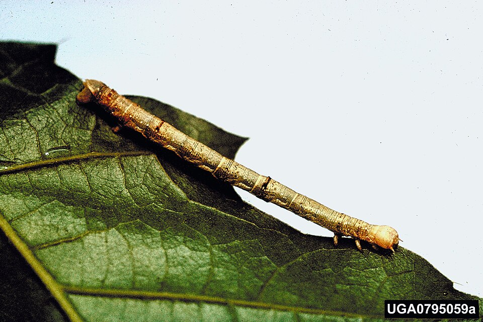 Fayl:Ennomos subsignaria larva.jpg