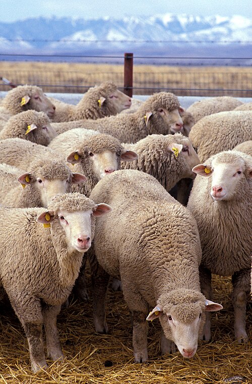 Fayl:Flock of sheep.jpg