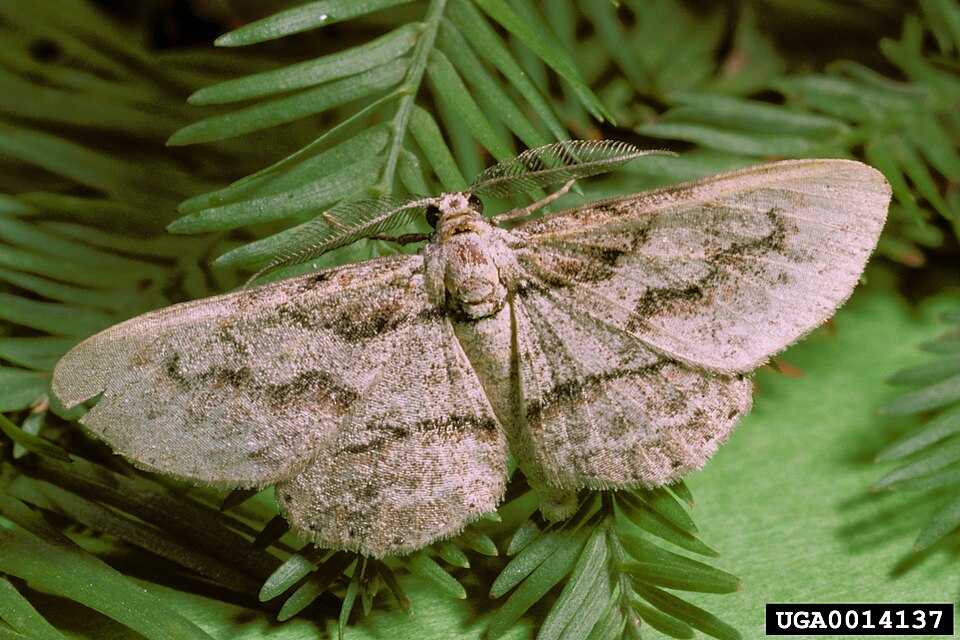 Fayl:Iridopsis pergracilis adult2.jpg