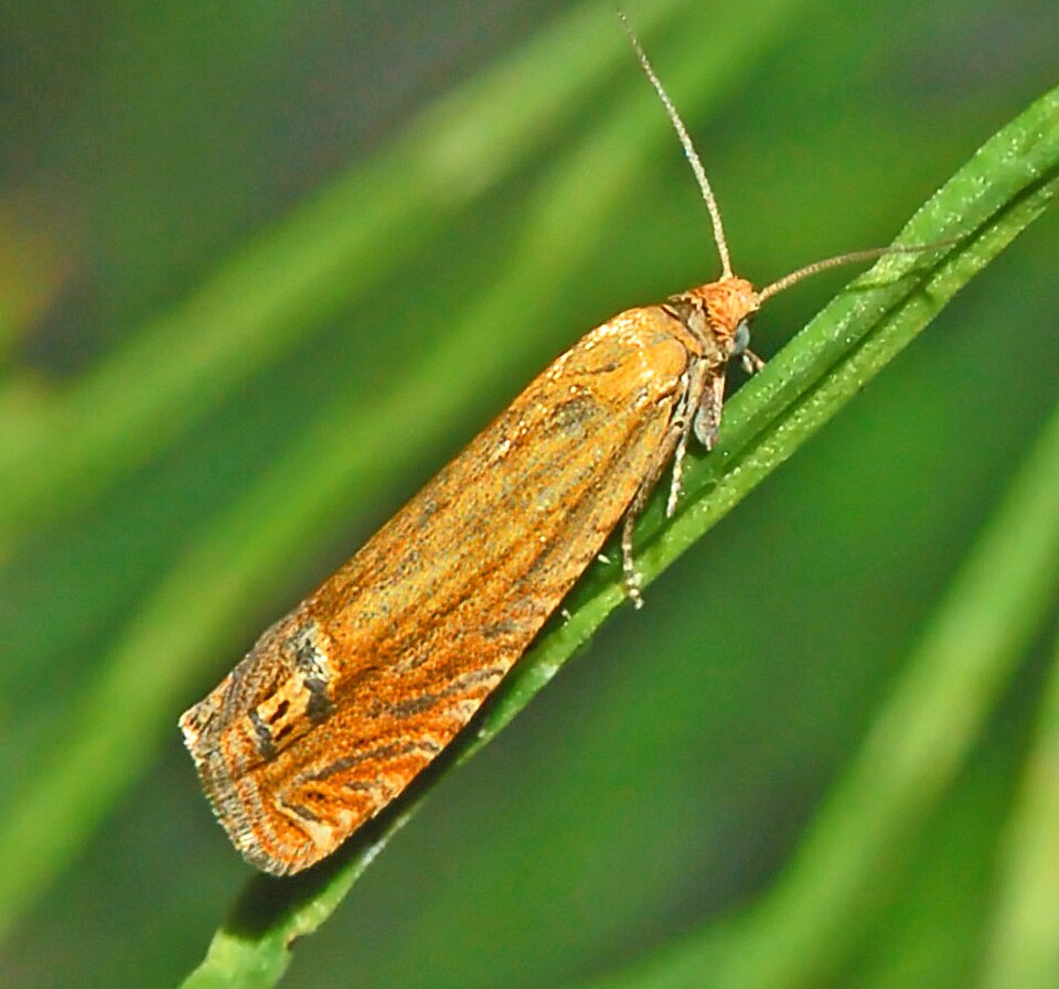 Fayl:Olethreutinae - Lathronympha strigana.JPG