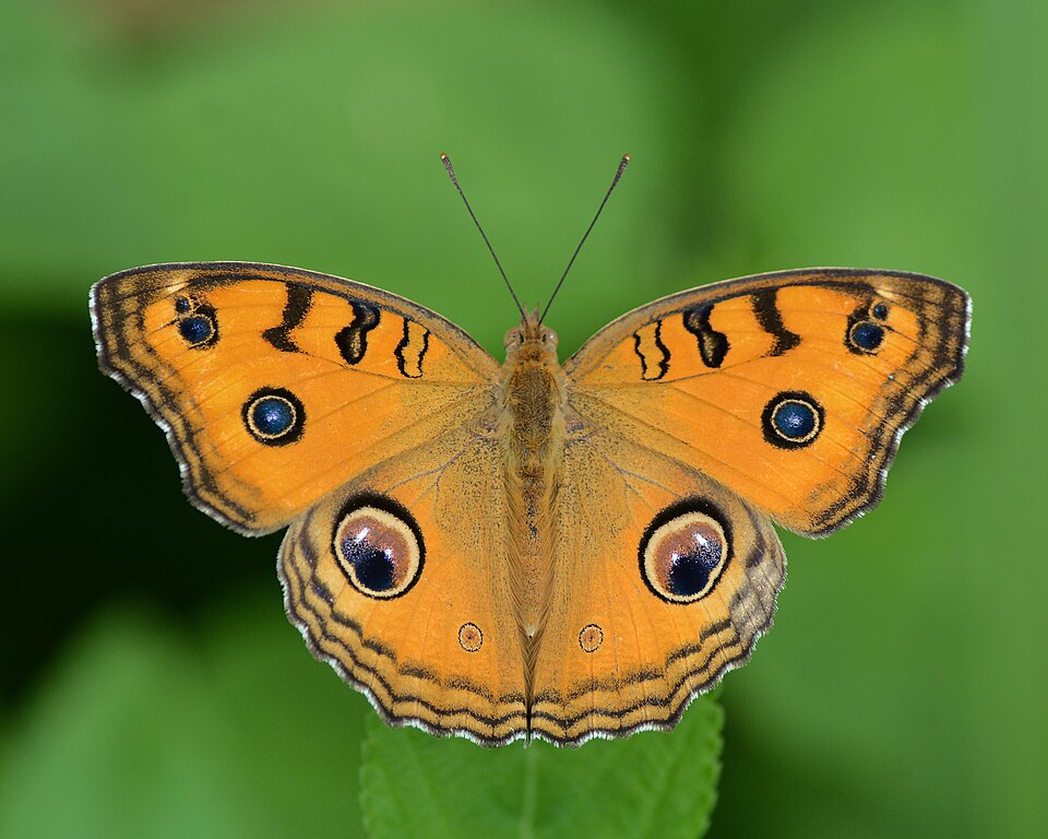 Fayl:Peacock Pansy bySaptarshiGayen.jpg