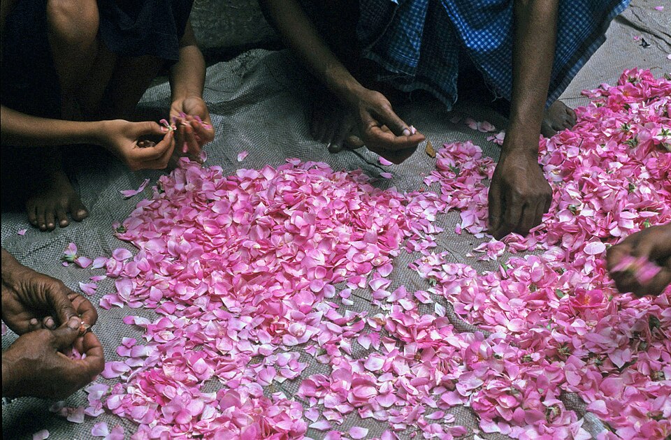 Fayl:Rosepetals.jpg