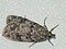 Scopariinae