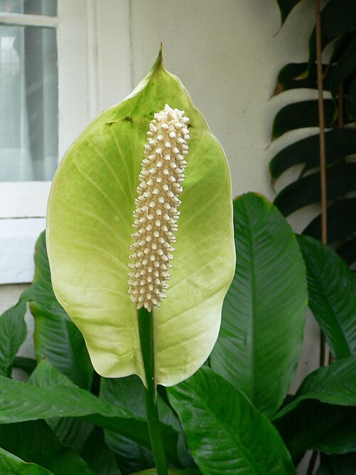 Fayl:Spathiphyllum floribundum1.jpg