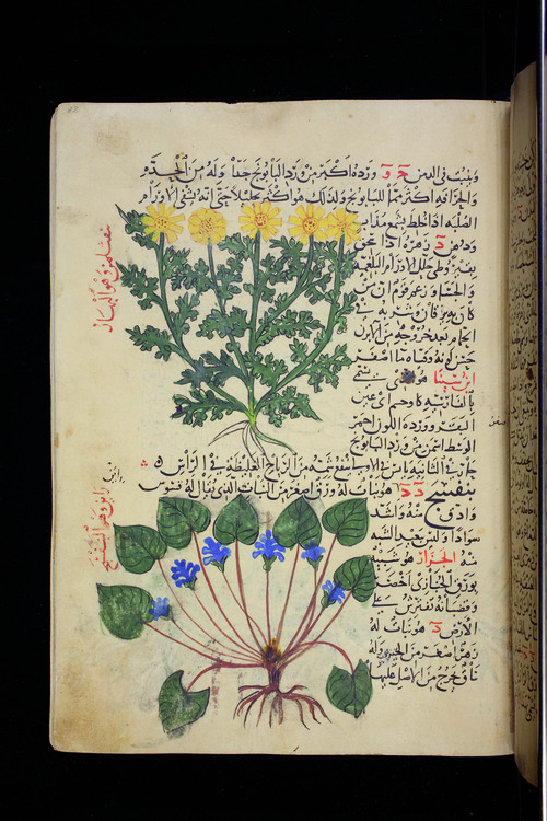 Fayl:Abū Jaʿfar al-Ghāfiqī04.jpg