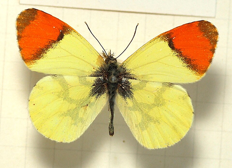 Fayl:Anthocharis.euphenoides.mounted.jpg