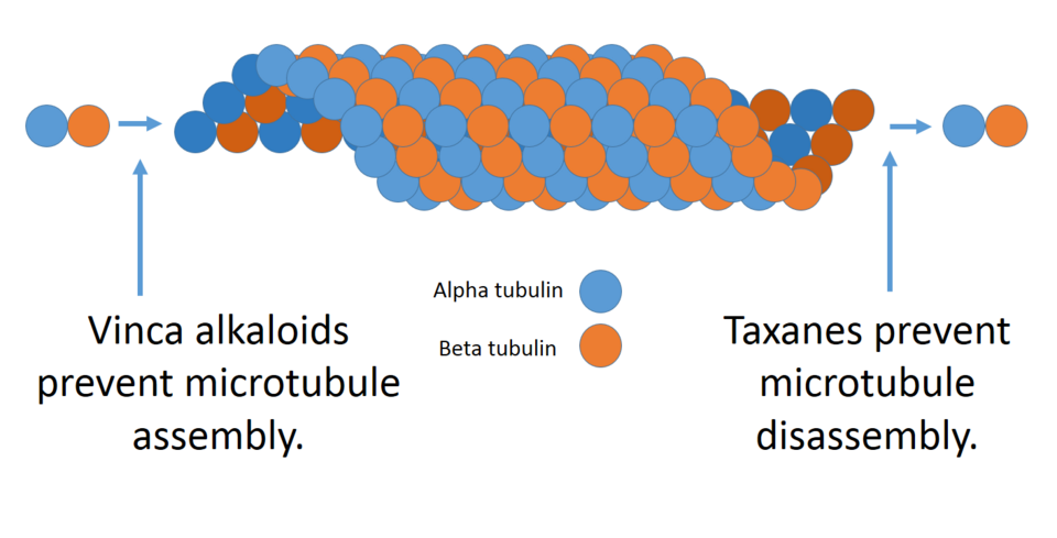 Fayl:Microtubules and alkaloids.png