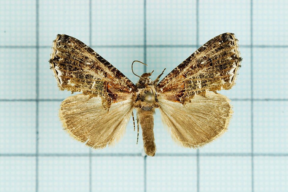 Fayl:Pilipectus taiwanus2.jpg