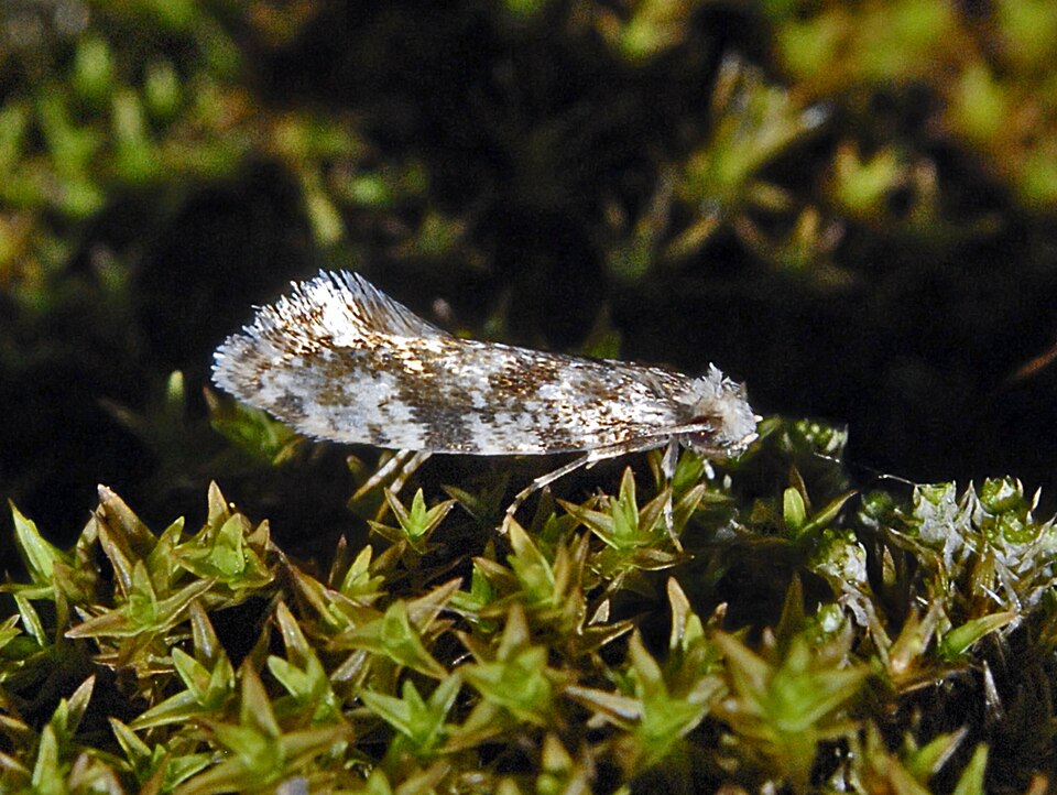Fayl:Tineidae - Nemapogon species.JPG