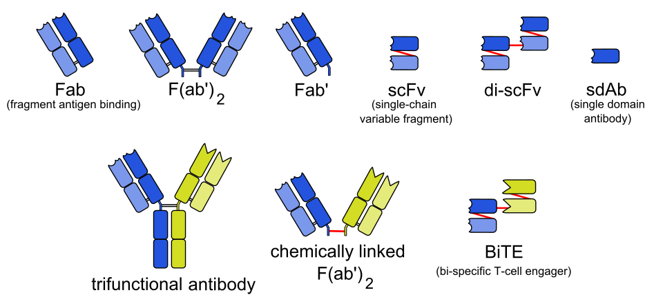 Fayl:Engineered monoclonal antibodies.svg