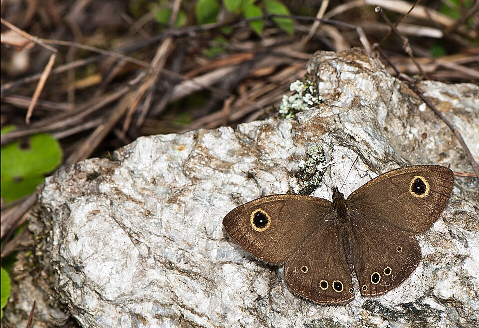 Fayl:Jewel Fourring Eaglenest Arunachal.jpg