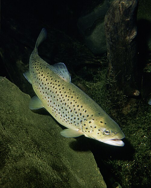 Fayl:Salmo trutta.jpg