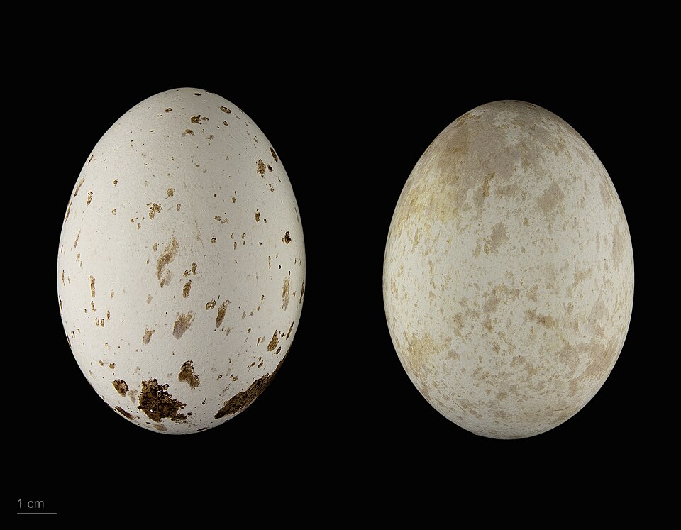 Fayl:Aquila rapax MHNT.ZOO.2010.11.91.1.jpg