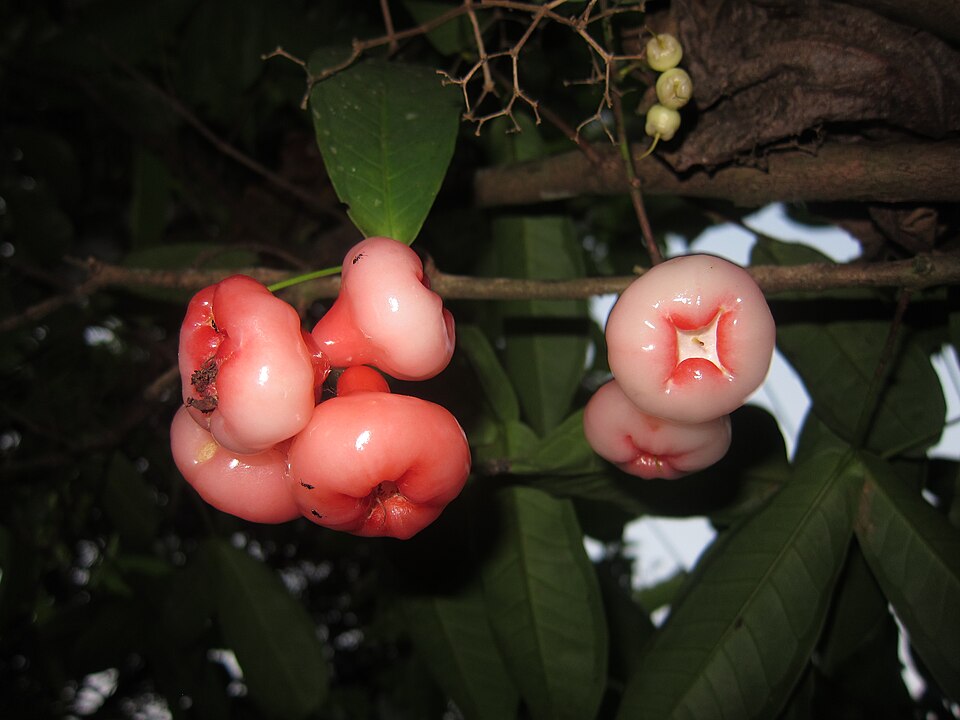 Fayl:Bell Fruit - ചാമ്പ 04.JPG