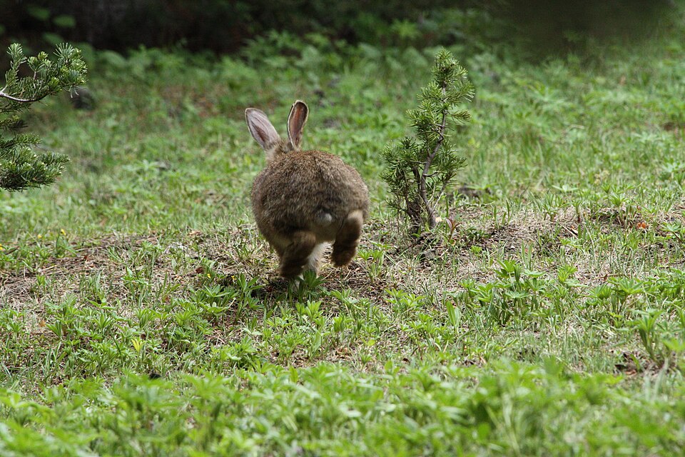 Fayl:Lepus americanus 5472.JPG