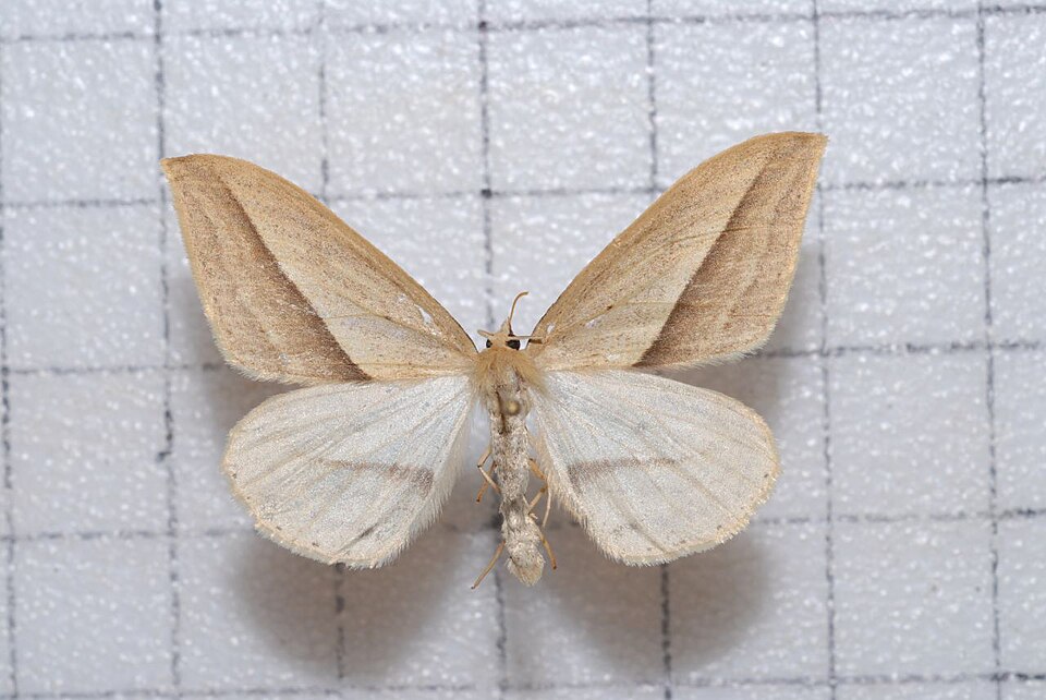 Fayl:Loxaspilates arrizanaria1.jpg