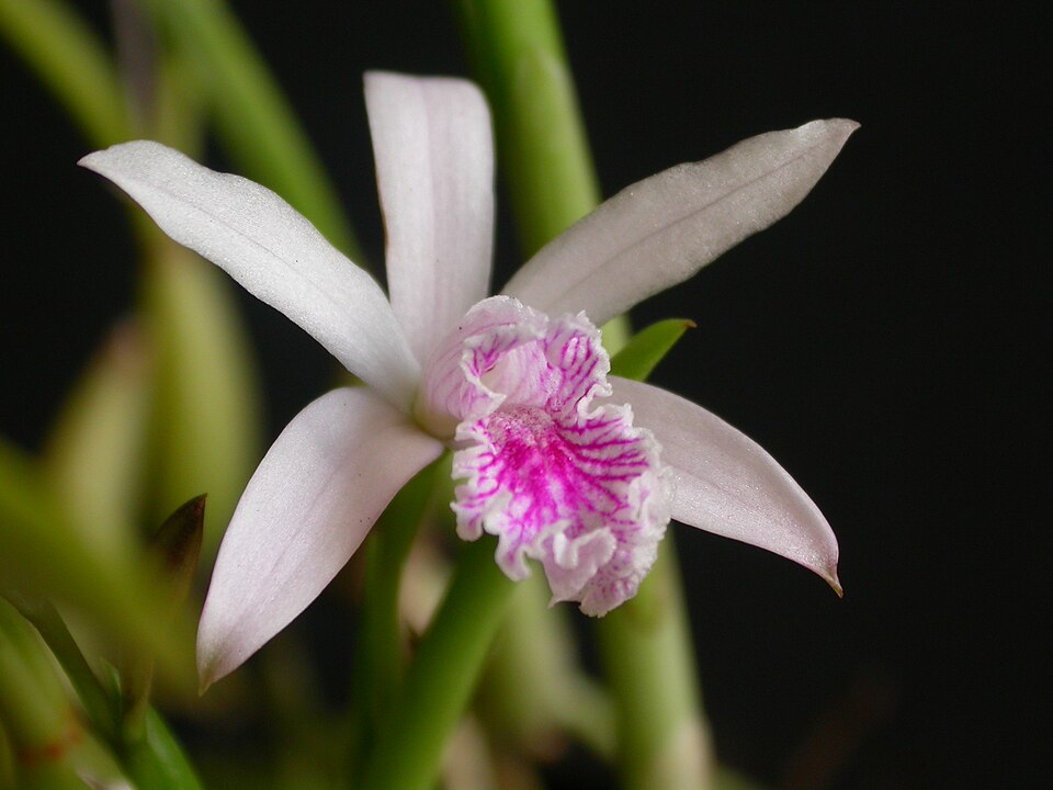 Fayl:Microlaelia lundii flower.jpg