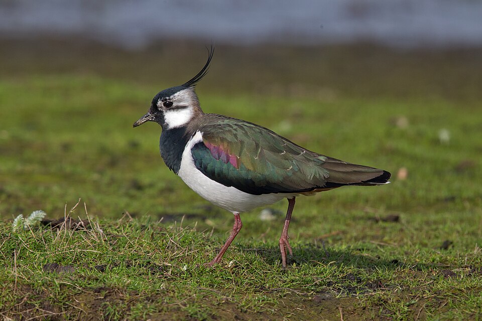 Fayl:Northern-Lapwing-Vanellus-vanellus.jpg