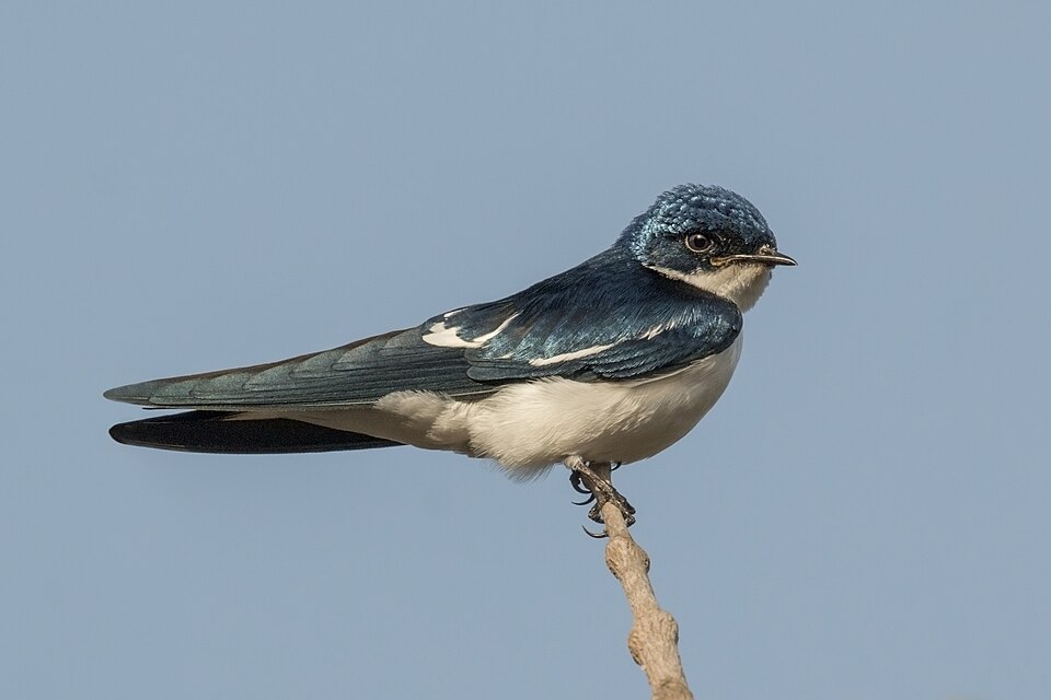 Fayl:Pied-winged swallow (Hirundo leucosoma).jpg