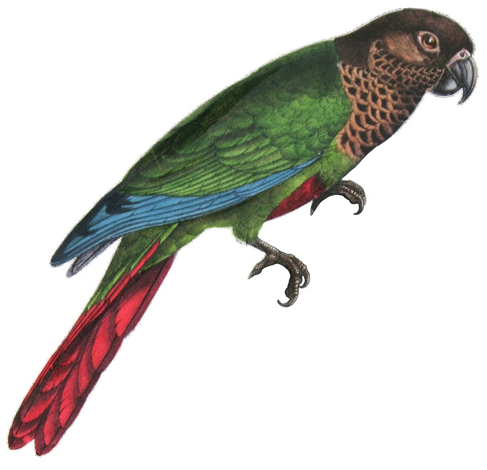 Fayl:Pyrrhura lucianii - Castelnau 2.jpg