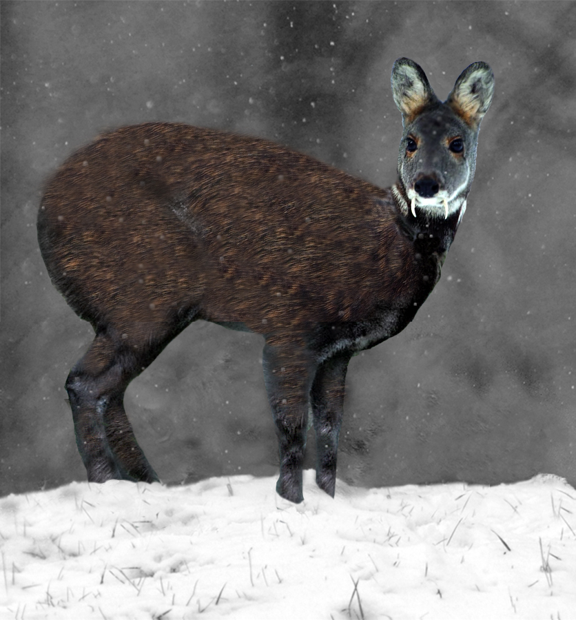 Fayl:Siberian Musk Deer.jpg